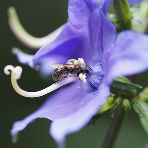 American Bellflower