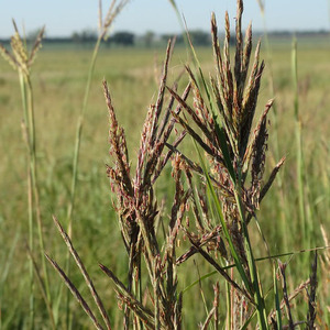 Big Bluestem