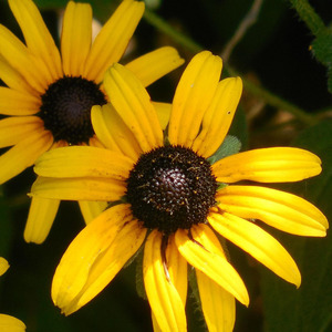 Black-eyed Susan