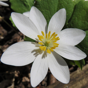 Bloodroot