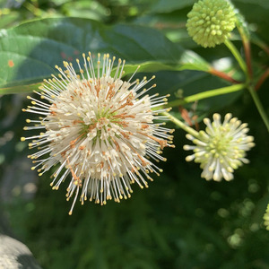 Buttonbush