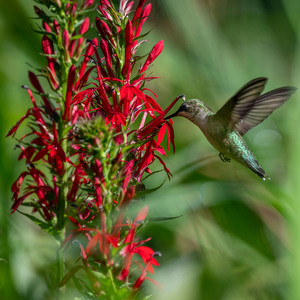 Cardinal Flower
