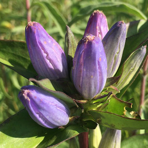 Closed Gentian