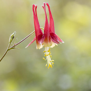 Columbine