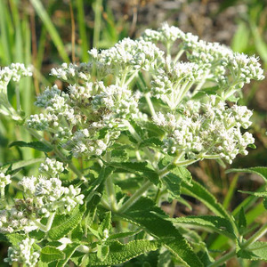 Common Boneset