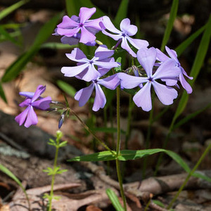 Common Phlox