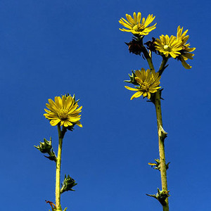 Compass Plant