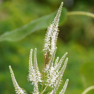 Culver's Root