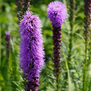 Dense Blazing Star