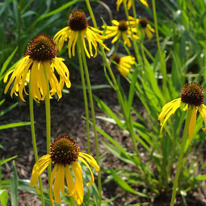 Drooping Coneflower