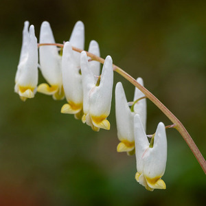 Dutchman's Breeches