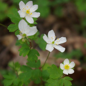 False Rue Anemone