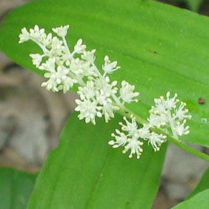 False Solomon's Seal