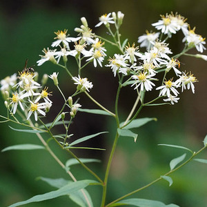 Flat-top Aster