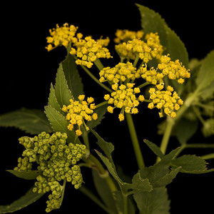 Golden Alexanders