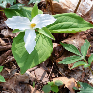 Great White Trillium