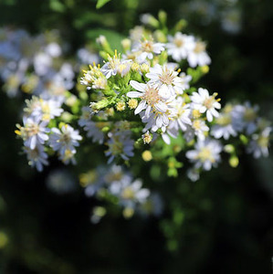 Heath Aster