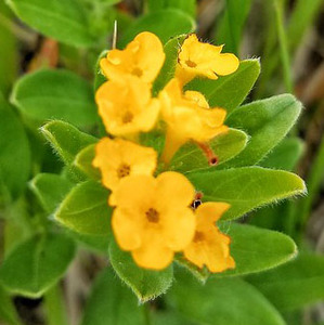 Hoary Puccoon