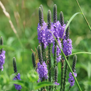 Hoary Vervain