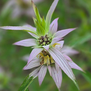 Horsemint