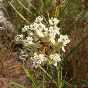 Horsetail Milkweed