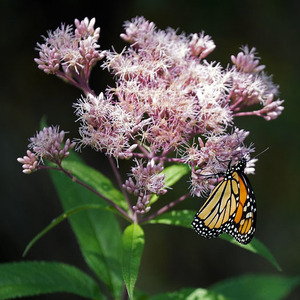 Joe Pye Weed