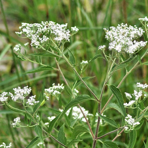 Late Boneset