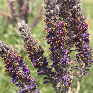 Leadplant