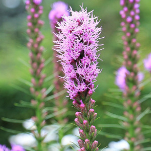 Marsh Blazing Star