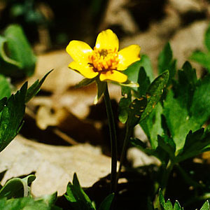 Marsh Buttercup