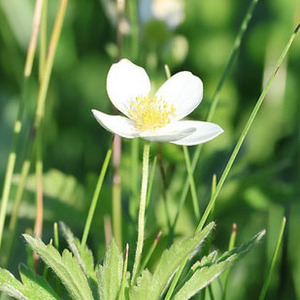 Meadow Anemone