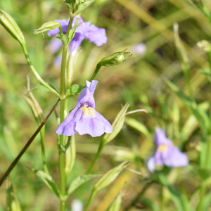 Monkey Flower