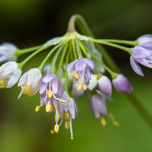 Nodding Onion