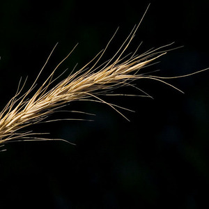 Nodding Wild Rye