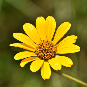 Ox-eye Sunflower