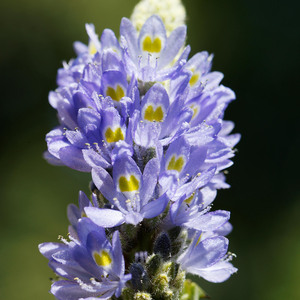Pickerelweed