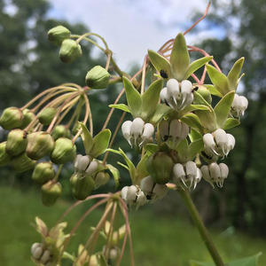 Poke Milkweed