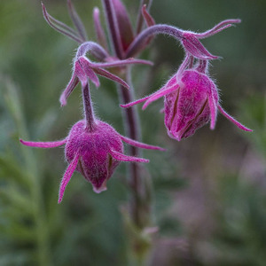 Prairie Avens
