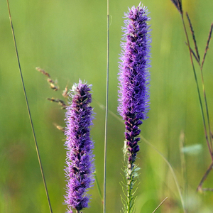 Prairie Blazing Star
