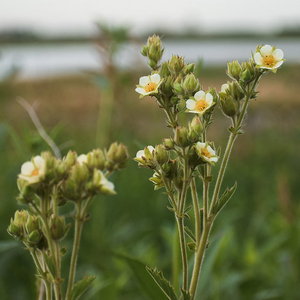 Prairie Cinquefoil