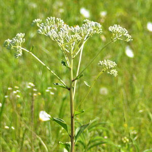 Prairie Plantain