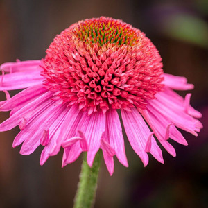 Purple Coneflower