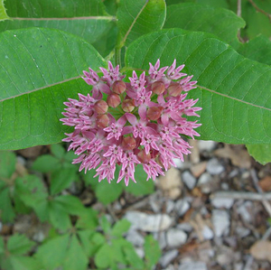 Purple Milkweed