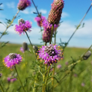 Purple Prairie Clover