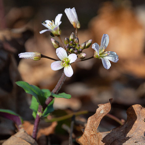 Purple Spring Cress