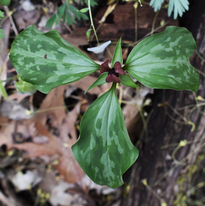 Purple Trillium