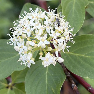 Red-Osier Dogwood
