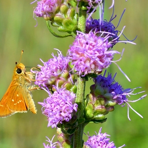 Rough Blazing Star
