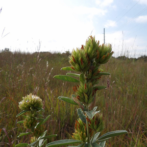 Round-Headed Bush Clover