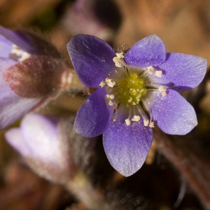 Round-Lobed Hepatica
